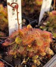 Load image into Gallery viewer, Sundew- Drosera spathulata