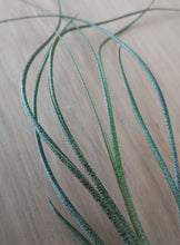 Load image into Gallery viewer, Tillandsia butzii