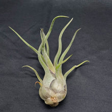 Load image into Gallery viewer, Tillandsia caput-medusae