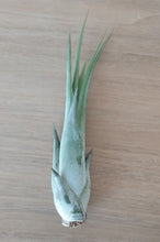 Load image into Gallery viewer, Tillandsia circinata