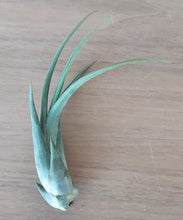 Load image into Gallery viewer, Tillandsia circinata
