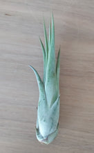 Load image into Gallery viewer, Tillandsia circinata
