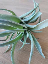 Load image into Gallery viewer, Tillandsia harrisii