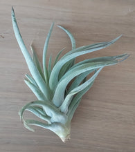 Load image into Gallery viewer, Tillandsia harrisii
