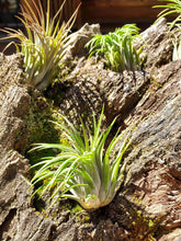 Load image into Gallery viewer, Tillandsia ionantha (Air Plant)