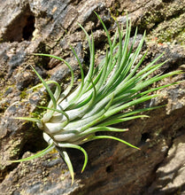 Load image into Gallery viewer, Tillandsia ionantha (Air Plant)