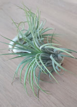 Load image into Gallery viewer, Tillandsia ionantha (Air Plant)
