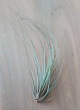 Load image into Gallery viewer, Tillandsia juncea