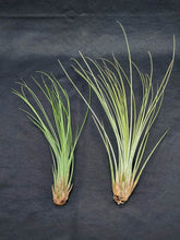 Load image into Gallery viewer, Tillandsia juncea