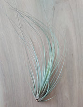 Load image into Gallery viewer, Tillandsia juncea