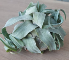 Load image into Gallery viewer, Tillandsia streptophylla