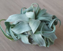 Load image into Gallery viewer, Tillandsia streptophylla