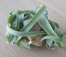 Load image into Gallery viewer, Tillandsia streptophylla