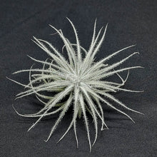 Load image into Gallery viewer, Tillandsia tectorum