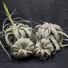 Load image into Gallery viewer, Tillandsia xerographica