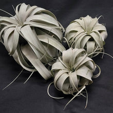 Load image into Gallery viewer, Tillandsia xerographica