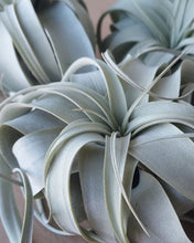 Load image into Gallery viewer, Tillandsia xerographica