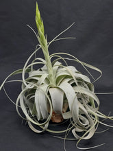 Load image into Gallery viewer, Tillandsia xerographica