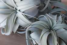 Load image into Gallery viewer, Tillandsia xerographica