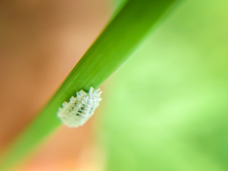 Mealybugs and How to Deal With Them