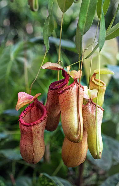Tropical Pitcher Plants and How to Care for Them