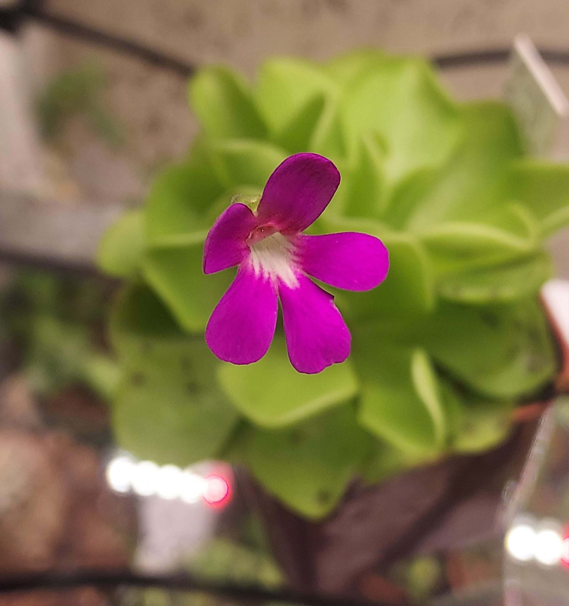 Butterwort Pinguicula Care Cedar Bridge Botanicals butterwort-pinguicula-care-cedar-bridge-botanicals