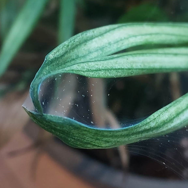 Spider Mites and How to Deal With Them