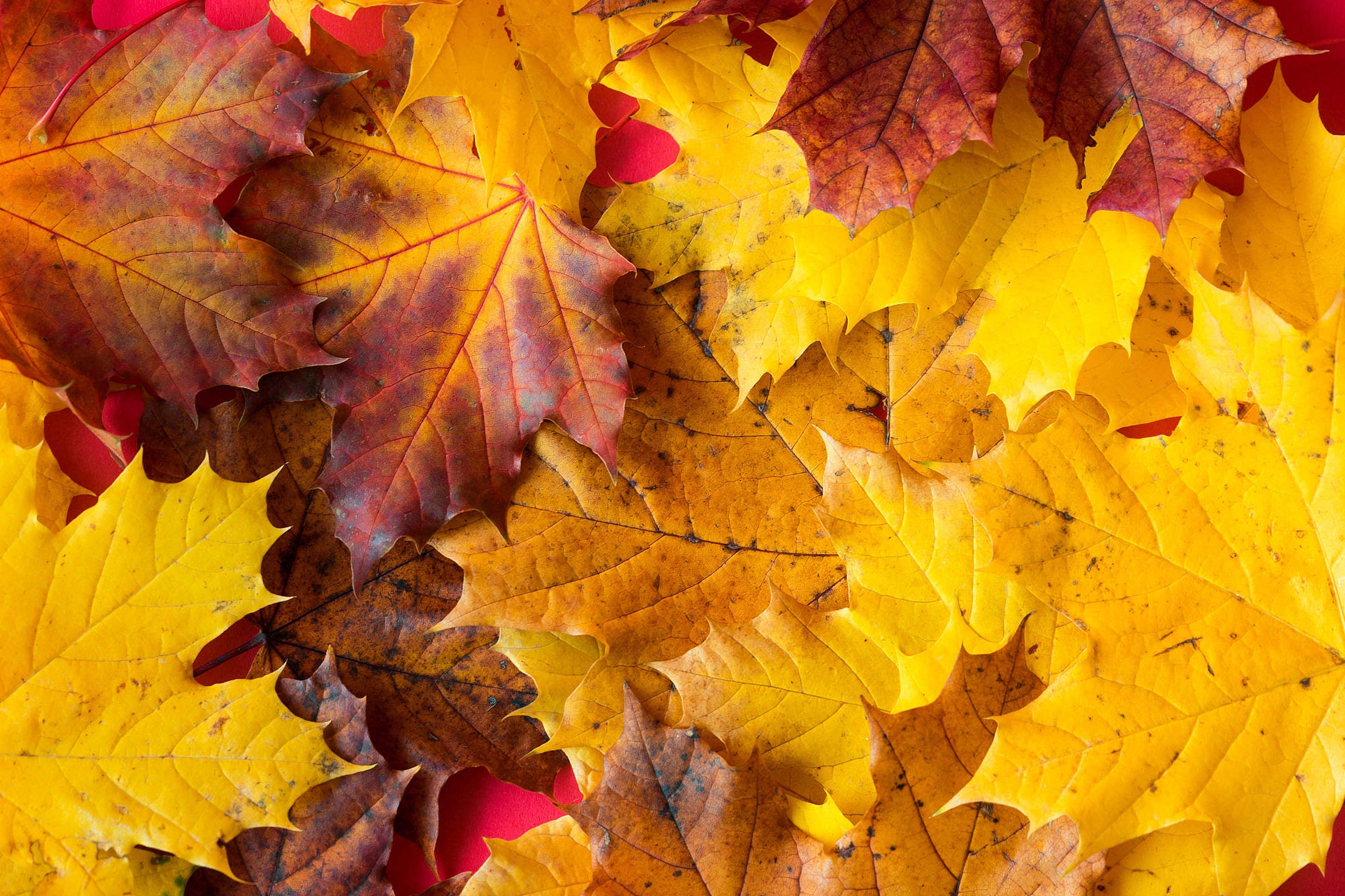 Fall is coming! What do we do with our gardens? – Cedar Bridge Botanicals