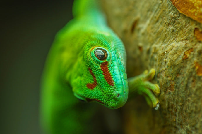 Plants for Day Geckos