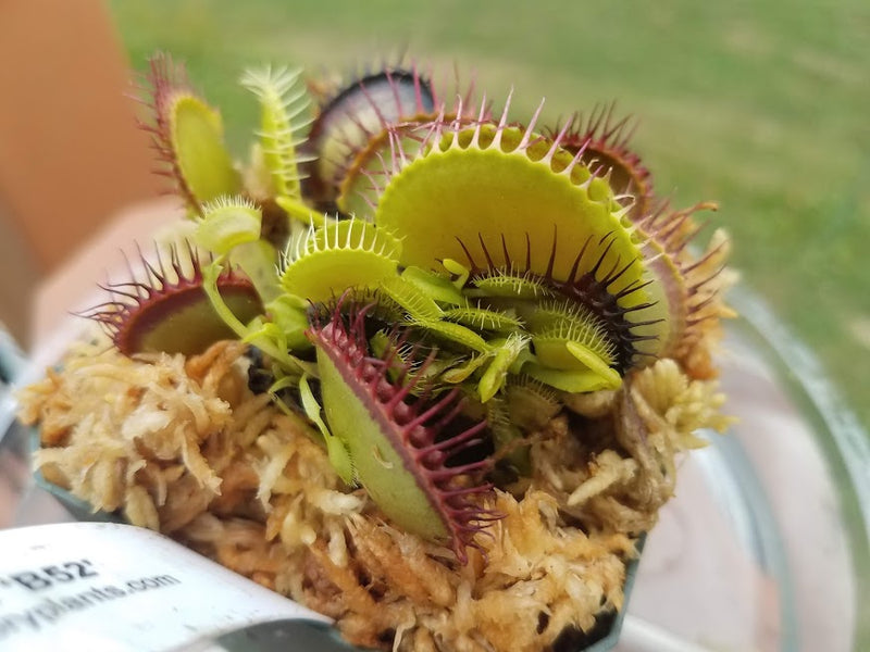 Carnivorous plants are... EASY?!