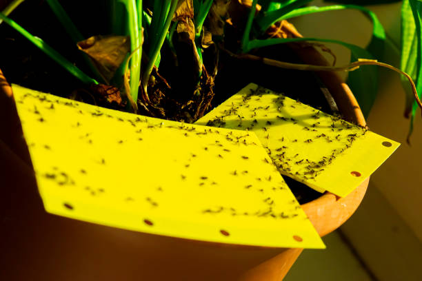 Fungus Gnats and How to Deal With Them
