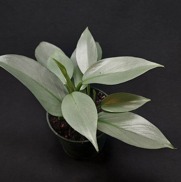 Philodendron Silver Sword Care