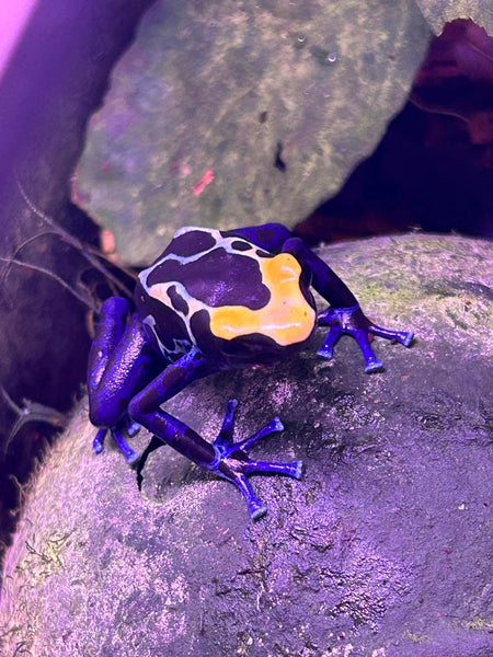 Plants for Poison Dart Frogs