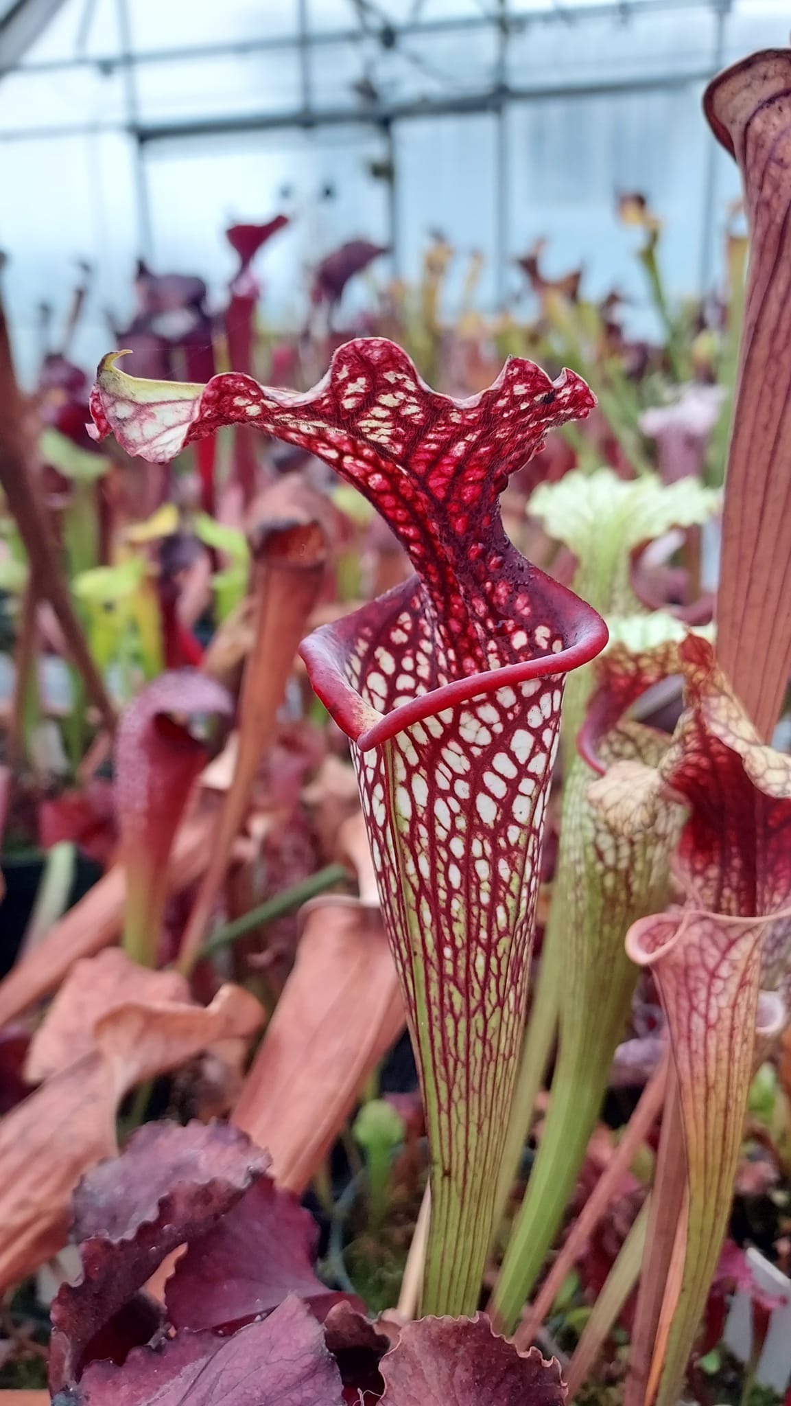 Growing Sarracenia from Seed – Cedar Bridge Botanicals