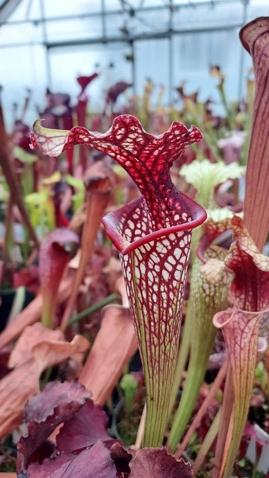 Growing Sarracenia from Seed