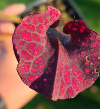 Load image into Gallery viewer, Sarracenia x moorei
