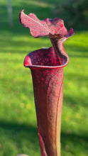 Load image into Gallery viewer, Sarracenia x moorei
