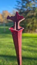 Load image into Gallery viewer, Sarracenia x moorei
