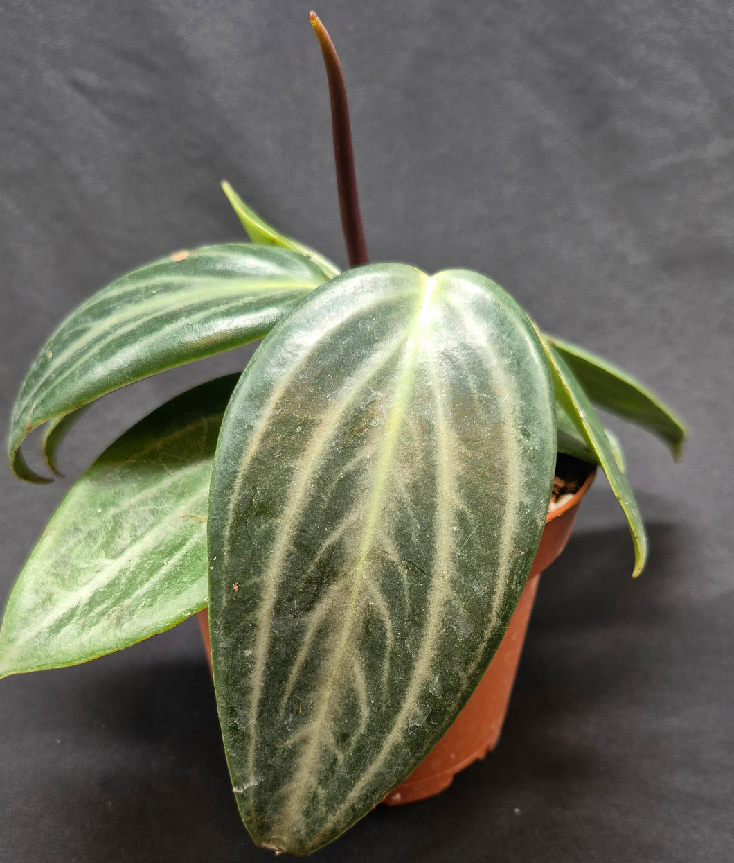 Peperomia maculosa