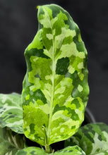 Load image into Gallery viewer, Homalomena &#39;Camouflage&#39;
