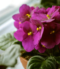Load image into Gallery viewer, African Violets (Saintpaulia ionantha) Mystery Color!
