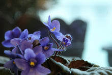 Load image into Gallery viewer, African Violets (Saintpaulia ionantha) Mystery Color!
