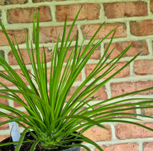 Load image into Gallery viewer, Agave geminiflora
