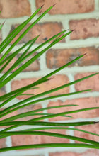 Load image into Gallery viewer, Agave geminiflora
