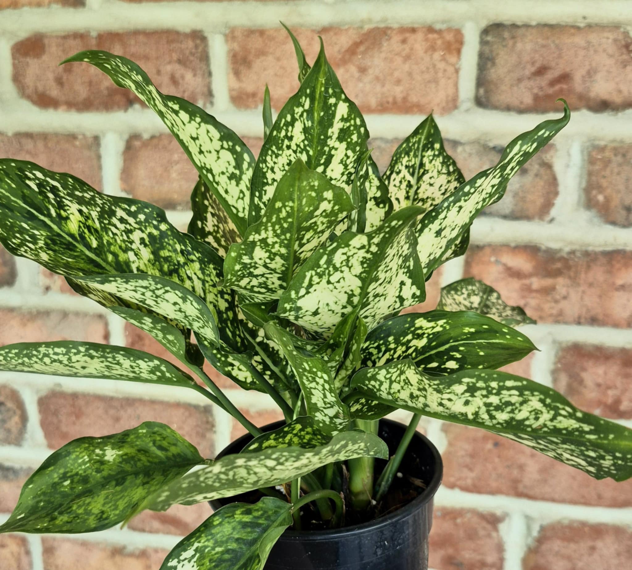 Chinese Evergreen (Aglaonema 'Spring Snow') – Cedar Bridge Botanicals