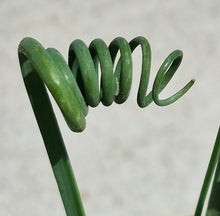 Load image into Gallery viewer, Frizzle Sizzle (Albuca spiralis 'Frizzle Sizzle')

