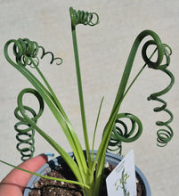 Load image into Gallery viewer, Frizzle Sizzle (Albuca spiralis 'Frizzle Sizzle')
