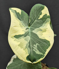 Load image into Gallery viewer, Alocasia 'Mickey Mouse' (Xanthosoma sagittifolium)
