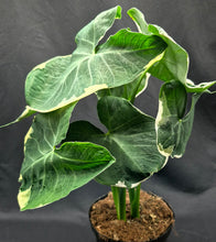 Load image into Gallery viewer, Alocasia 'Mickey Mouse' (Xanthosoma sagittifolium)
