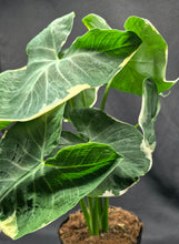 Load image into Gallery viewer, Alocasia 'Mickey Mouse' (Xanthosoma sagittifolium)
